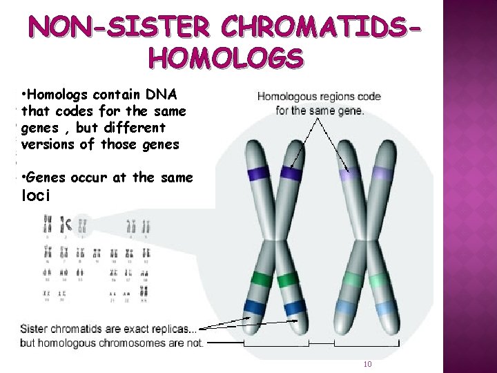 NON-SISTER CHROMATIDSHOMOLOGS • Homologs contain DNA that codes for the same genes , but