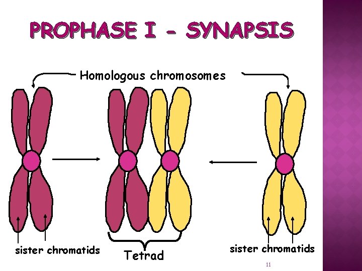 PROPHASE I - SYNAPSIS Homologous chromosomes sister chromatids Tetrad sister chromatids 11 