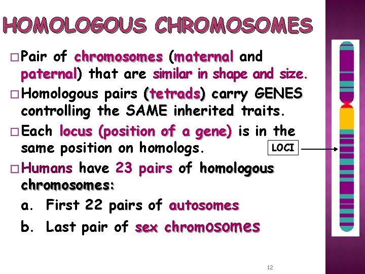 HOMOLOGOUS CHROMOSOMES � Pair of chromosomes (maternal and paternal) paternal that are similar in