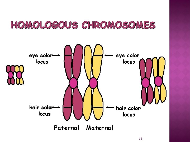 HOMOLOGOUS CHROMOSOMES eye color locus hair color locus Paternal Maternal 13 