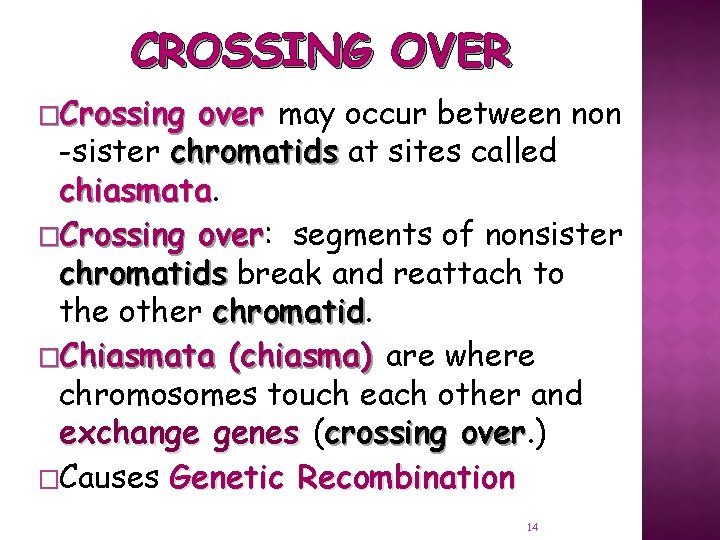 CROSSING OVER �Crossing over may occur between non -sister chromatids at sites called chiasmata