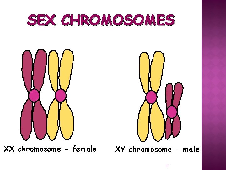SEX CHROMOSOMES XX chromosome - female XY chromosome - male 17 