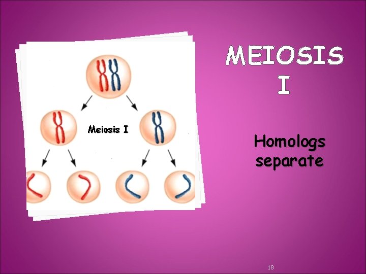 MEIOSIS I Meiosis I Homologs separate 18 