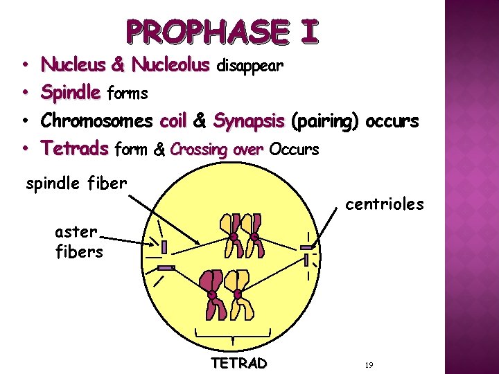 PROPHASE I • • Nucleus & Nucleolus disappear Spindle forms Chromosomes coil & Synapsis