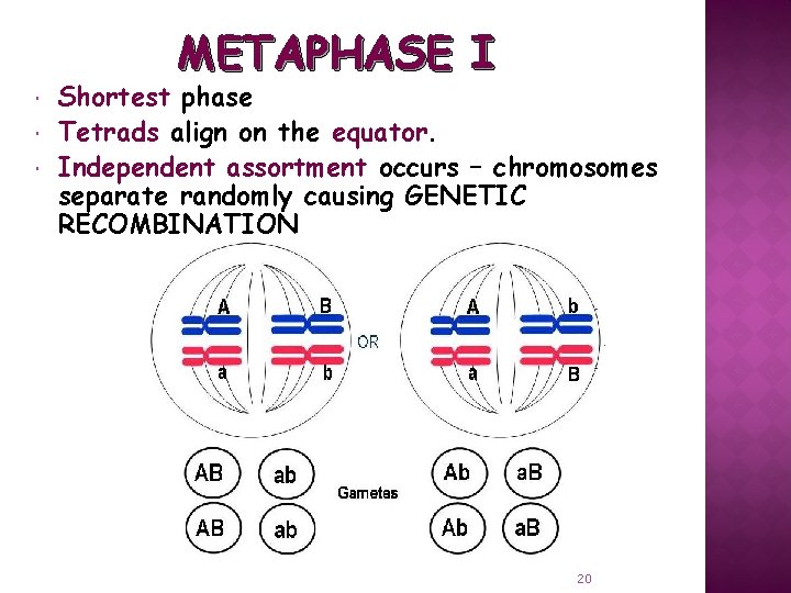 METAPHASE I Shortest phase Tetrads align on the equator. Independent assortment occurs – chromosomes