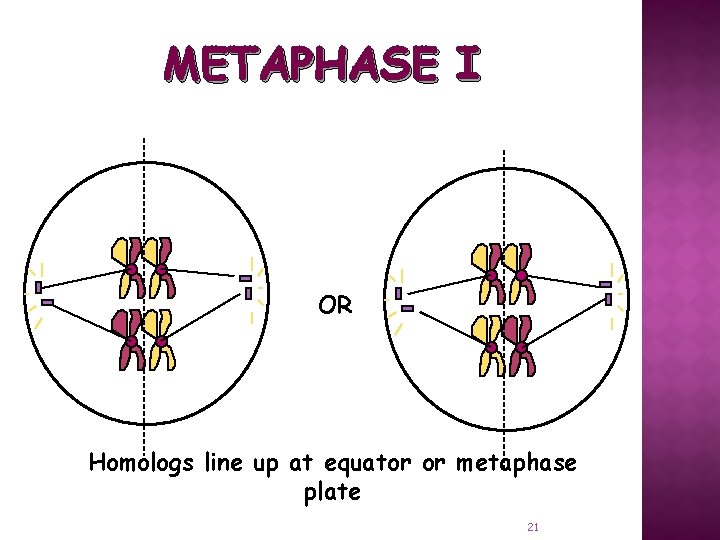 METAPHASE I OR Homologs line up at equator or metaphase plate 21 