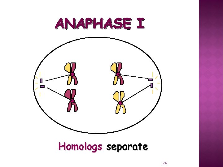 ANAPHASE I Homologs separate 24 