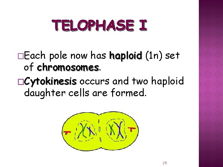TELOPHASE I �Each pole now has haploid (1 n) set of chromosomes �Cytokinesis occurs