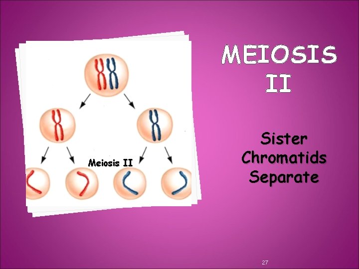 MEIOSIS II Meiosis II Sister Chromatids Separate 27 