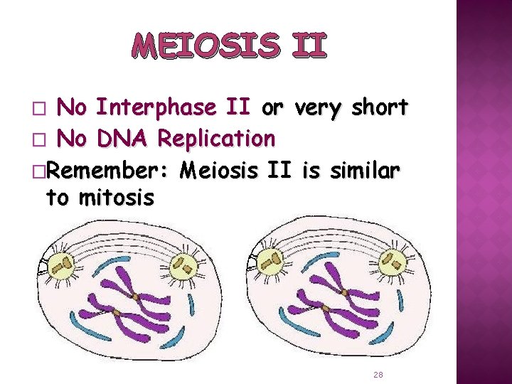 MEIOSIS II No Interphase II or very short � No DNA Replication �Remember: Meiosis