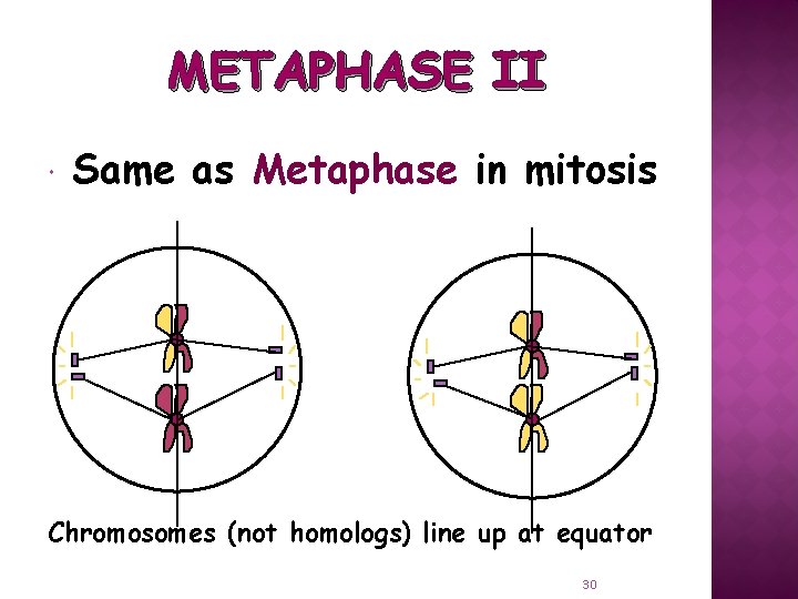 METAPHASE II Same as Metaphase in mitosis Chromosomes (not homologs) line up at equator