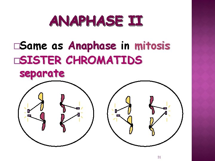 ANAPHASE II �Same as Anaphase in mitosis �SISTER CHROMATIDS separate 31 