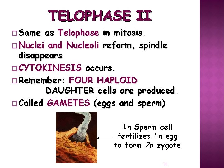 TELOPHASE II � Same as Telophase in mitosis. � Nuclei and Nucleoli reform, spindle