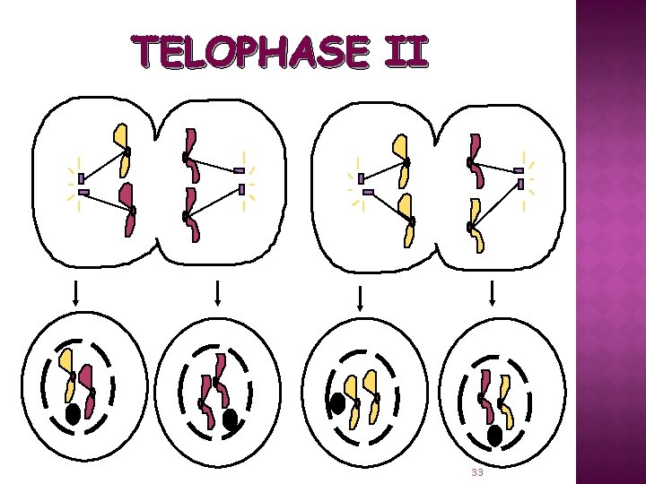 TELOPHASE II 33 