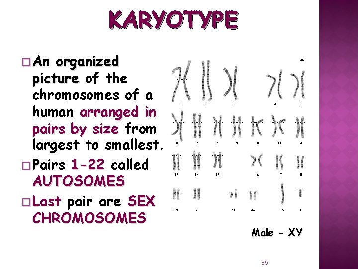 KARYOTYPE � An organized picture of the chromosomes of a human arranged in pairs