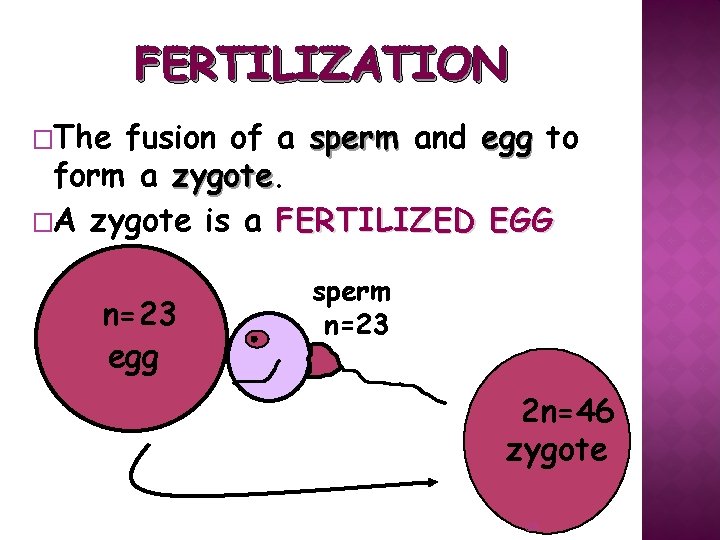 FERTILIZATION �The fusion of a sperm and egg to form a zygote �A zygote