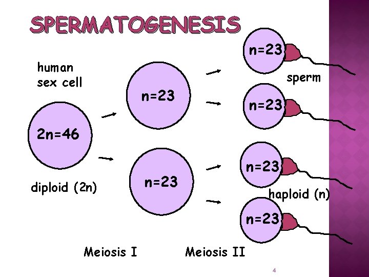 SPERMATOGENESIS human sex cell n=23 sperm n=23 2 n=46 diploid (2 n) n=23 haploid