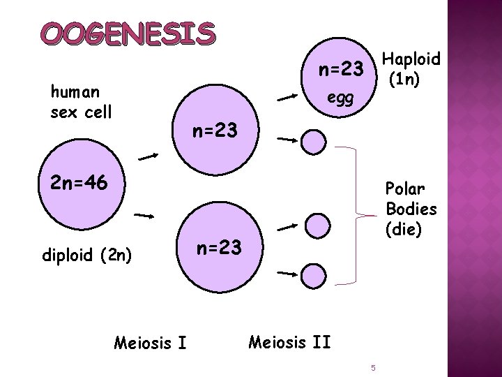 OOGENESIS Haploid (1 n) n=23 human sex cell egg n=23 2 n=46 diploid (2