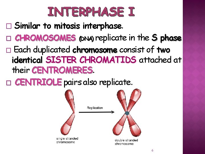 INTERPHASE I Similar to mitosis interphase. � CHROMOSOMES (DNA) replicate in the S phase