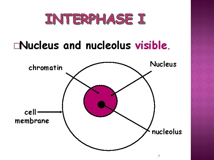 INTERPHASE I �Nucleus chromatin and nucleolus visible. Nucleus cell membrane nucleolus 7 