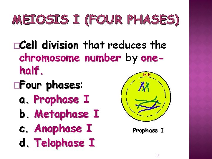 MEIOSIS I (FOUR PHASES) �Cell division that reduces the chromosome number by onehalf. �Four