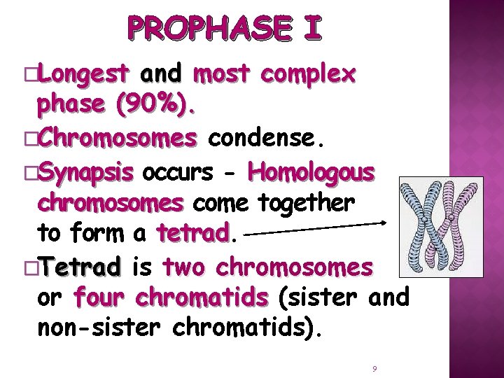 PROPHASE I �Longest and most complex phase (90%). �Chromosomes condense. �Synapsis occurs - Homologous