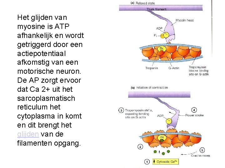 Het glijden van myosine is ATP afhankelijk en wordt getriggerd door een actiepotentiaal afkomstig