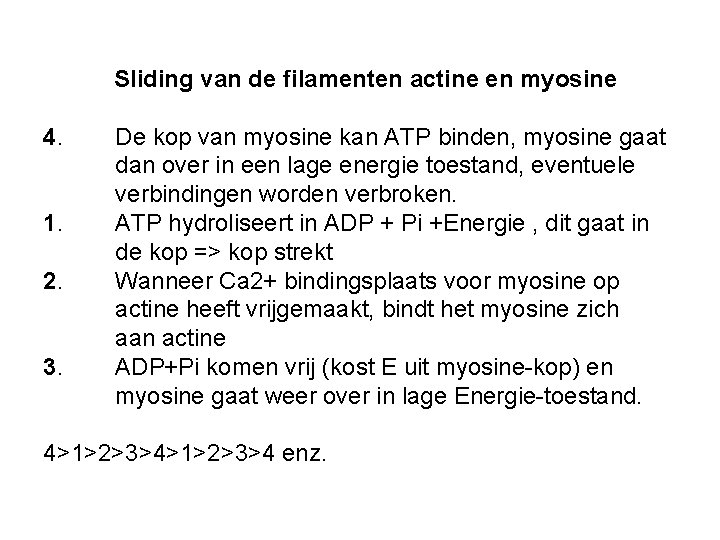 Sliding van de filamenten actine en myosine 4. 1. 2. 3. De kop van