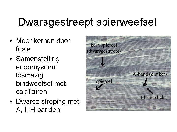 Dwarsgestreept spierweefsel • Meer kernen door fusie • Samenstelling endomysium: losmazig bindweefsel met capillairen