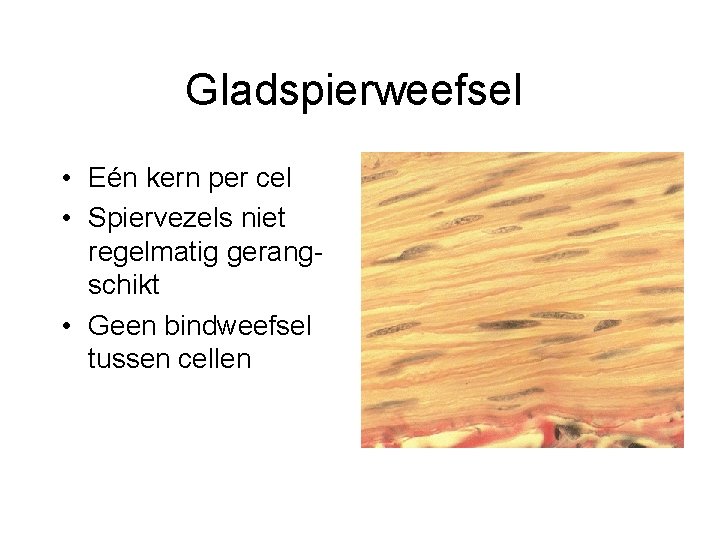 Gladspierweefsel • Eén kern per cel • Spiervezels niet regelmatig gerangschikt • Geen bindweefsel