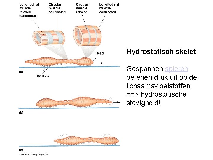 Hydrostatisch skelet Gespannen spieren oefenen druk uit op de lichaamsvloeistoffen ==> hydrostatische stevigheid! 