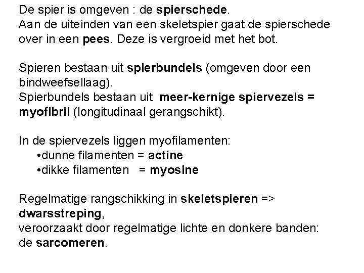 De spier is omgeven : de spierschede. Aan de uiteinden van een skeletspier gaat