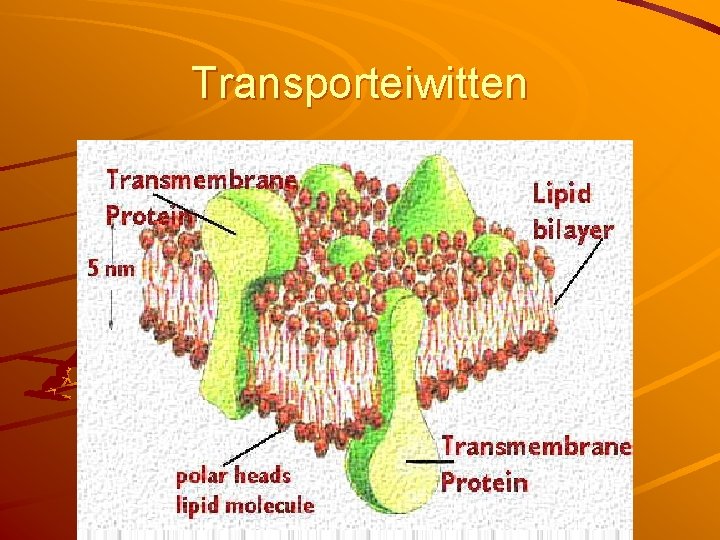 Transporteiwitten 