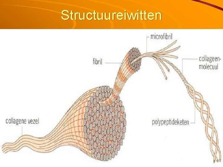 Structuureiwitten 