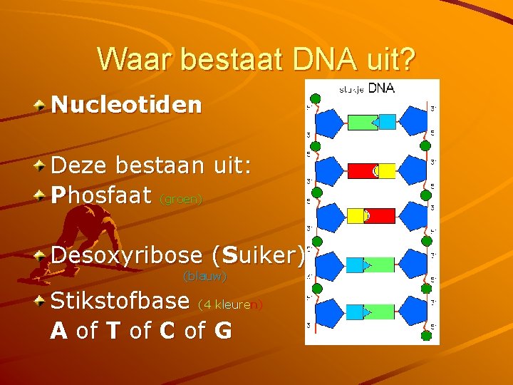 Waar bestaat DNA uit? Nucleotiden Deze bestaan uit: Phosfaat (groen) Desoxyribose (Suiker) (blauw) Stikstofbase