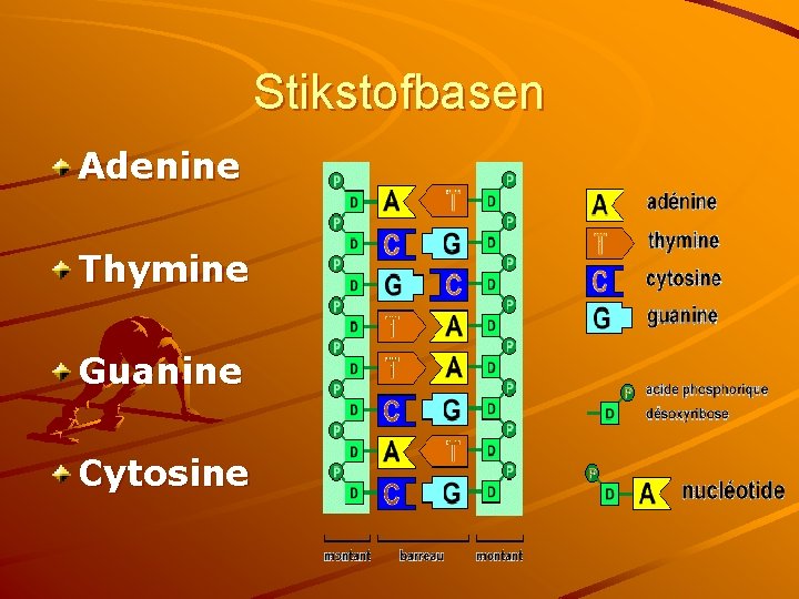 Stikstofbasen Adenine Thymine Guanine Cytosine 