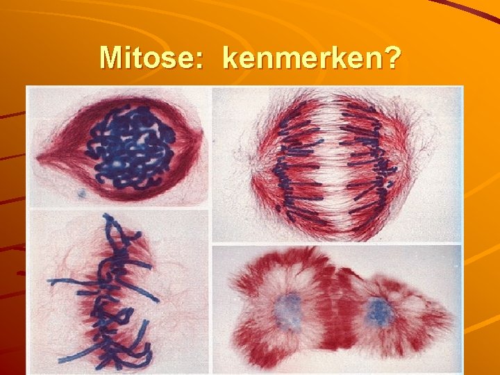 Mitose: kenmerken? 