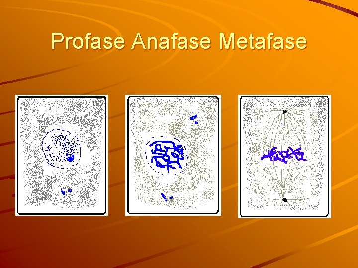 Profase Anafase Metafase 