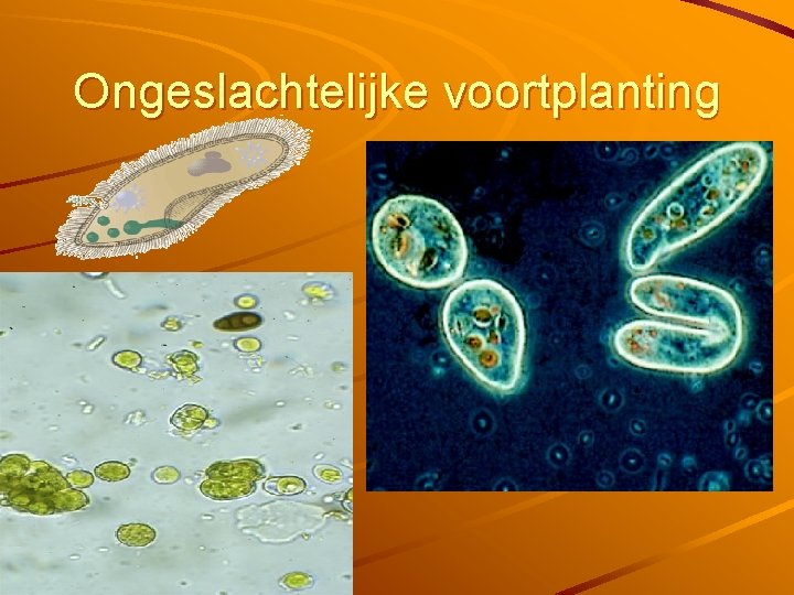 Ongeslachtelijke voortplanting 