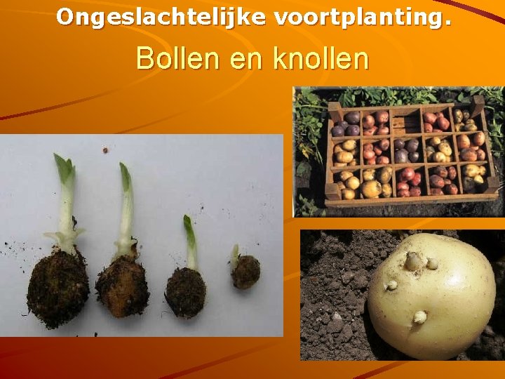 Ongeslachtelijke voortplanting. Bollen en knollen 