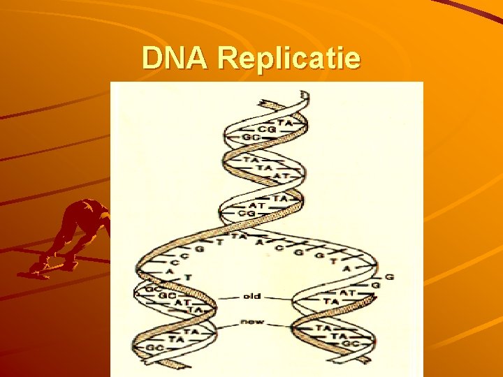DNA Replicatie 