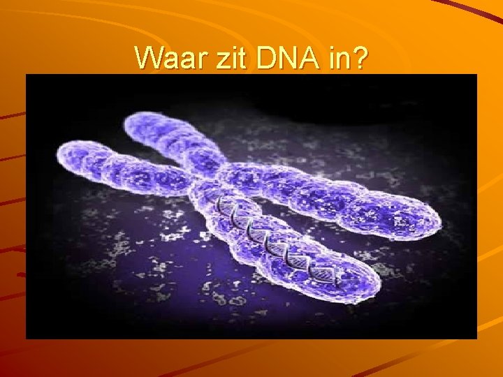 Waar zit DNA in? 