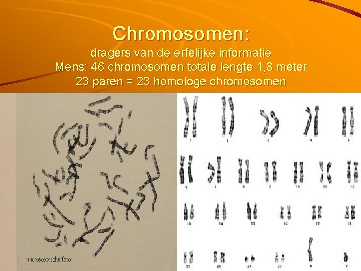 Chromosomen: dragers van de erfelijke informatie Mens: 46 chromosomen totale lengte 1, 8 meter