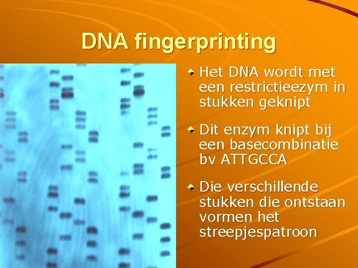 DNA fingerprinting Het DNA wordt met een restrictieezym in stukken geknipt Dit enzym knipt