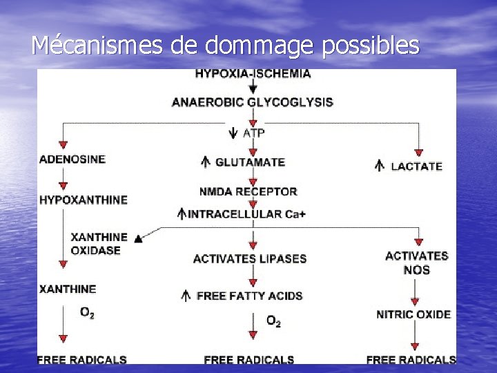 Mécanismes de dommage possibles 