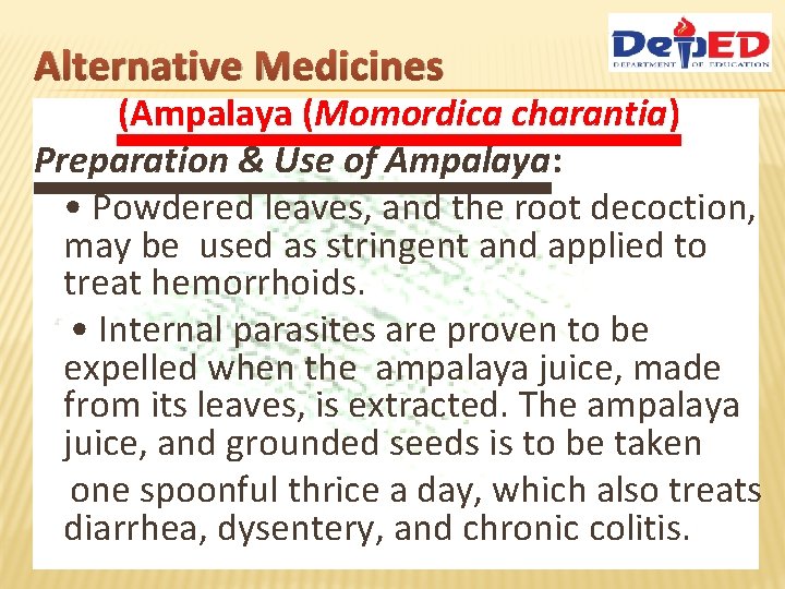 Alternative Medicines (Ampalaya (Momordica charantia) Preparation & Use of Ampalaya: • Powdered leaves, and