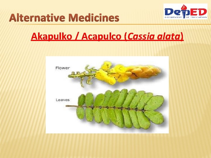 Alternative Medicines Akapulko / Acapulco (Cassia alata) 