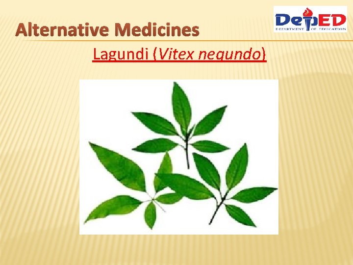 Alternative Medicines Lagundi (Vitex negundo) 