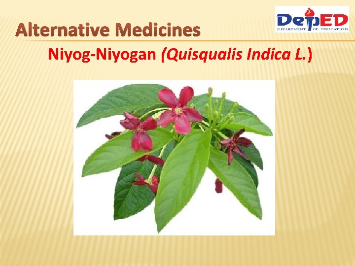 Alternative Medicines Niyog-Niyogan (Quisqualis Indica L. ) 