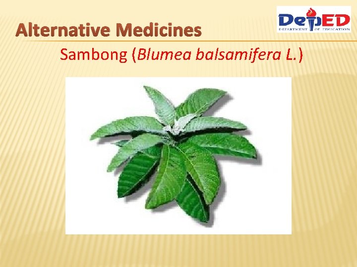 Alternative Medicines Sambong (Blumea balsamifera L. ) 